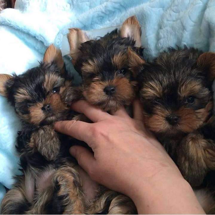 Yorkie puppies in New York